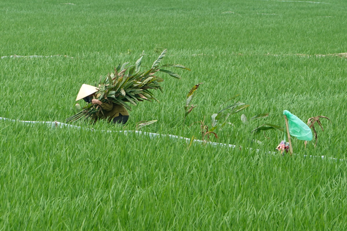 Local daily life in Van Long - Ninh Binh