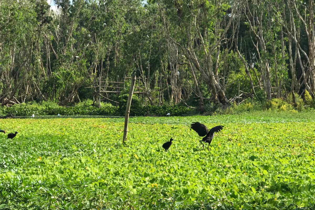 Explore the rich ecosystem of the Cajuput forest