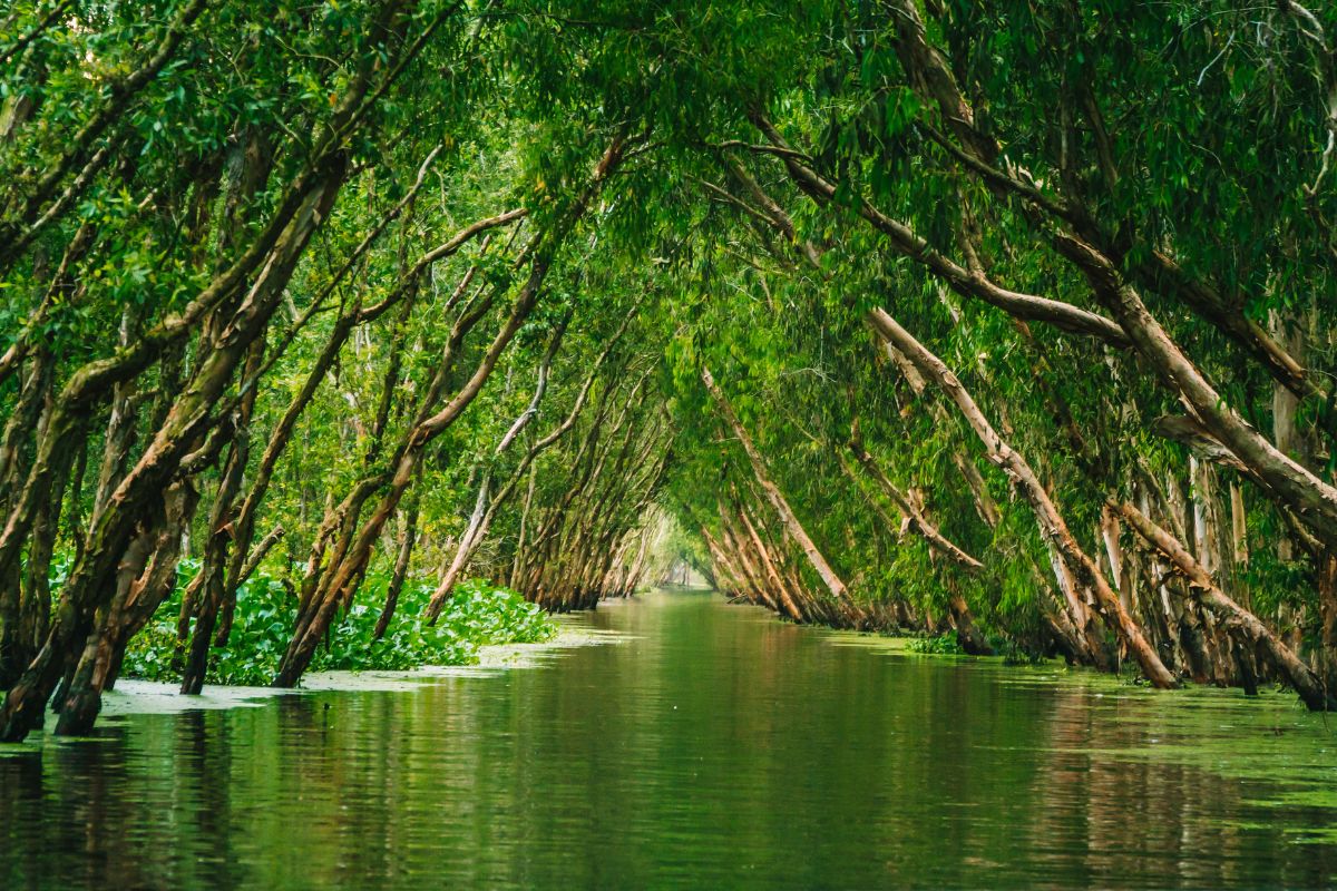 Tra Su cajuput forest for eco-tourism