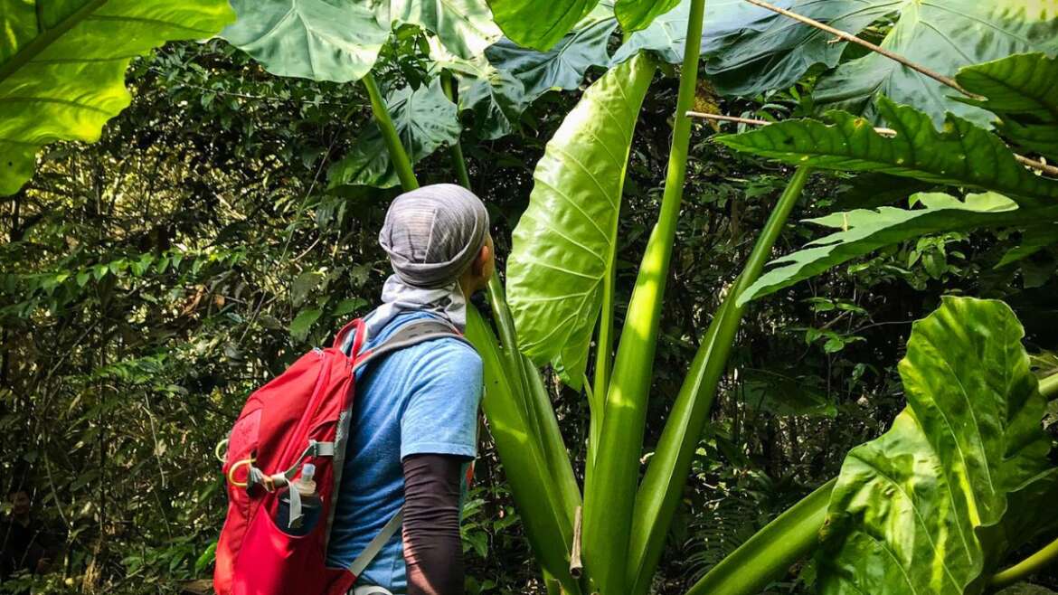 Trekking in a jungle in Lam Thuong, Luc Yen, Yen Bai