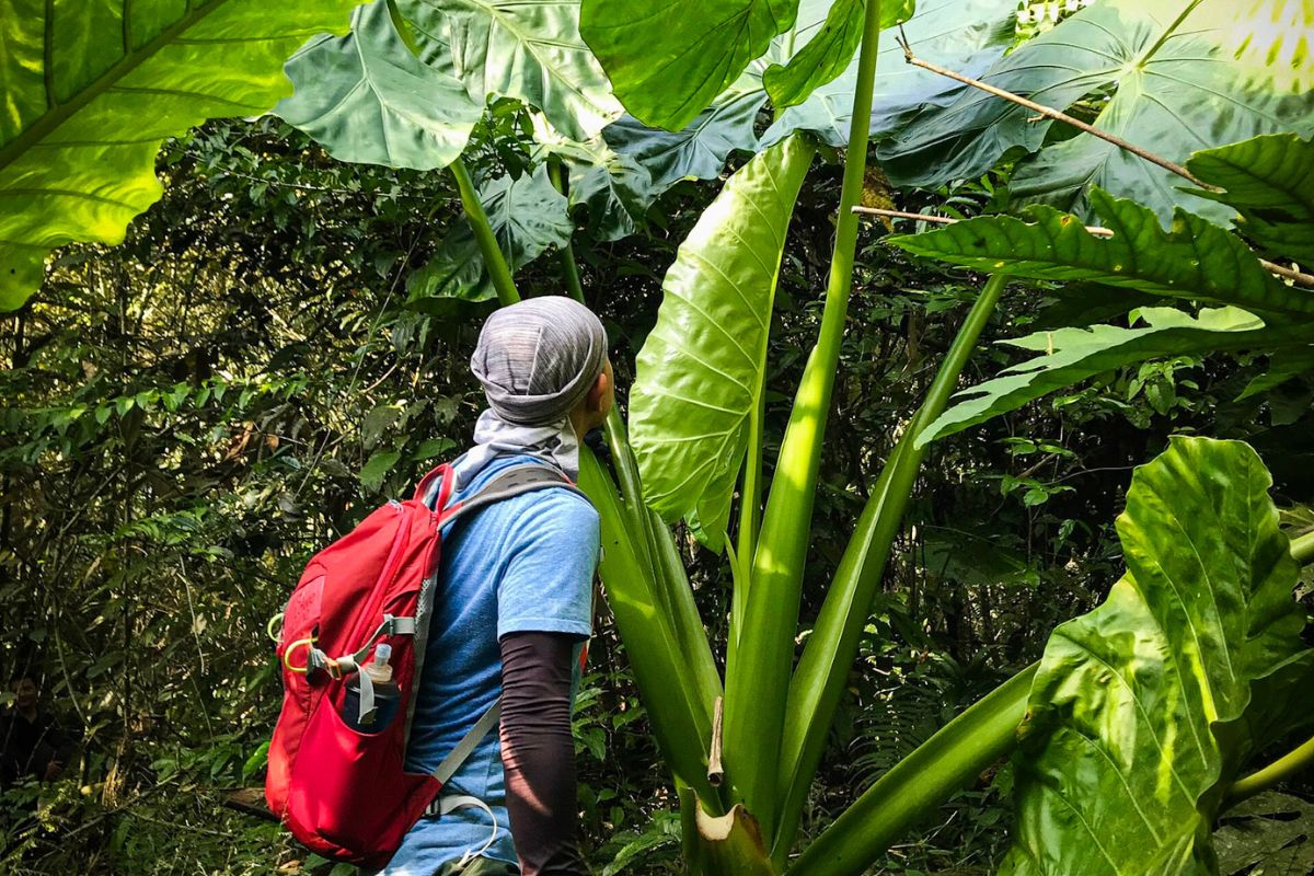 Trekking in a jungle in Lam Thuong, Luc Yen, Yen Bai