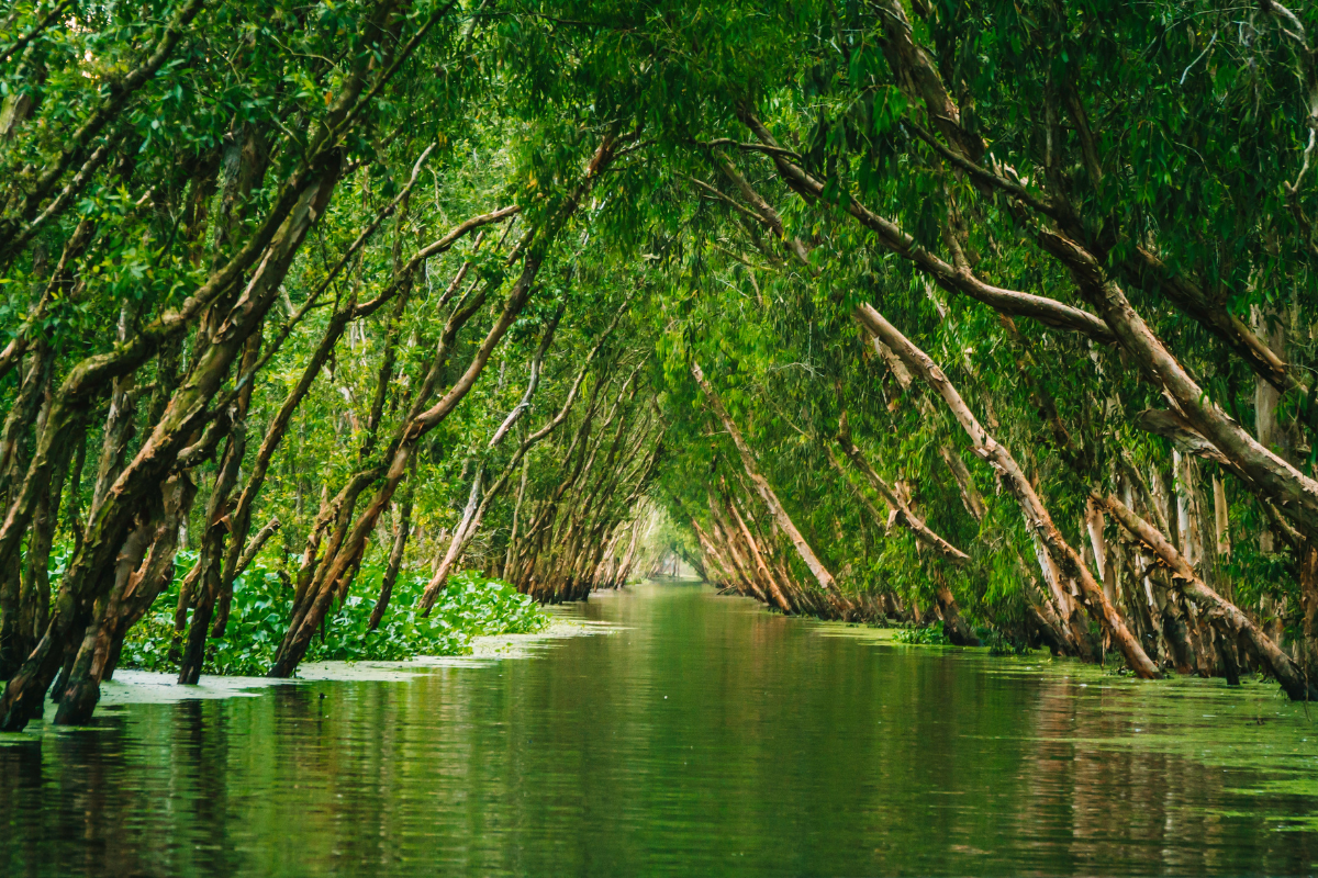 Lush greenery of Tra Su Cajuput Forest during the floating season