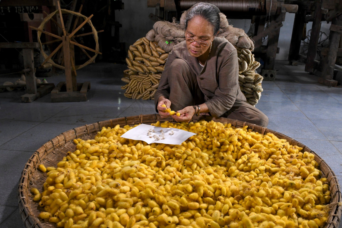 lotus fibers silk weaving Hanoi