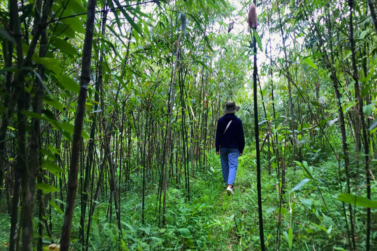 Trekking in the pristine bamboo forest in Mu Cang Chai