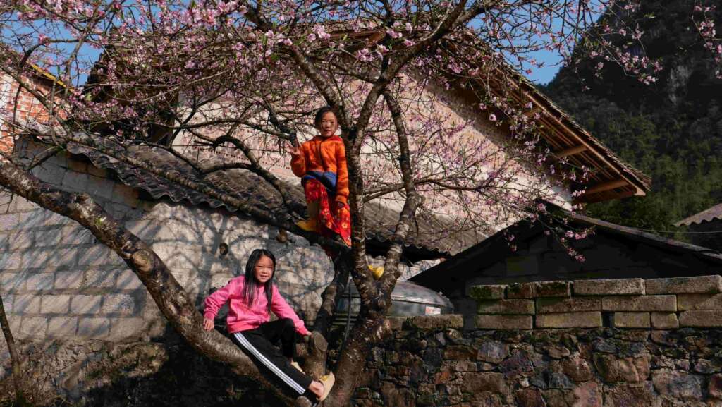 Ha Giang - Season of peach blossoms covering ancient villages