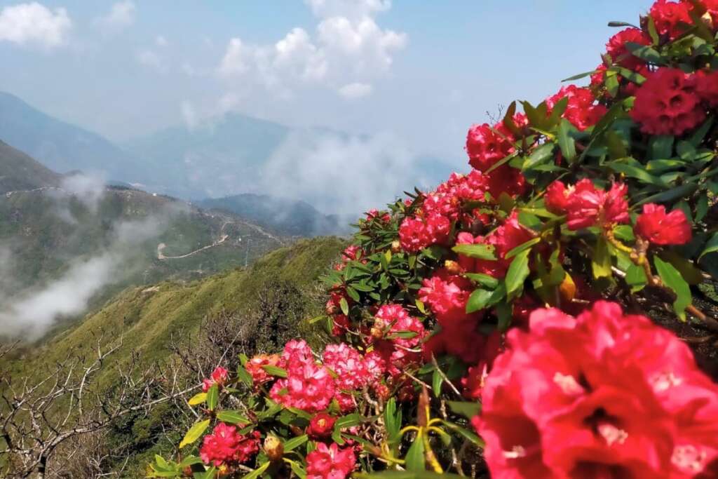 Azalea flowers in trekking trails to Fansipan, Sapa