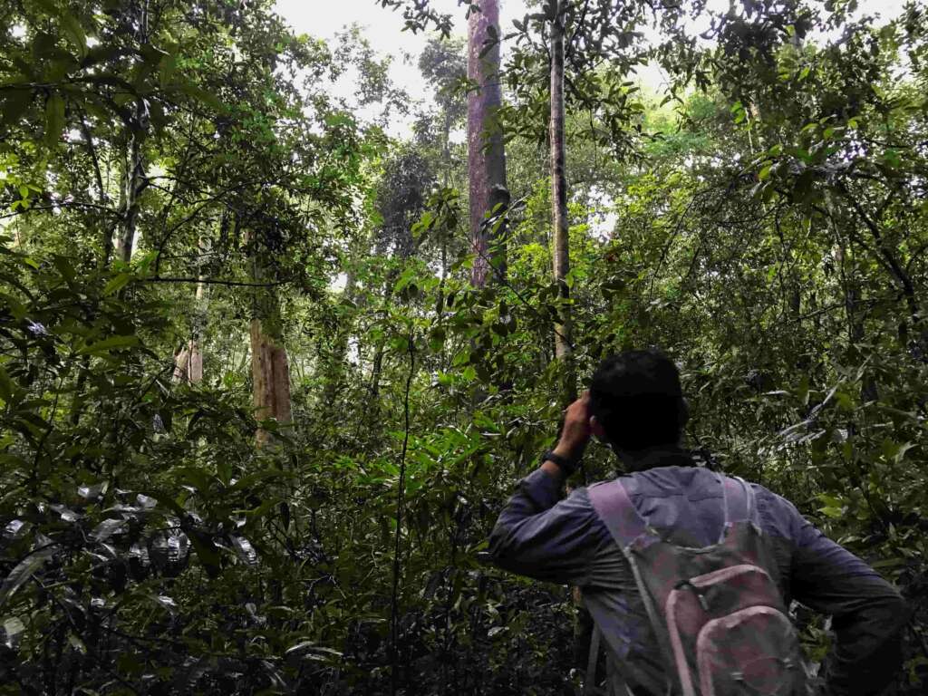Morning Gibbon Watching in Nam Cat Tien National Park
