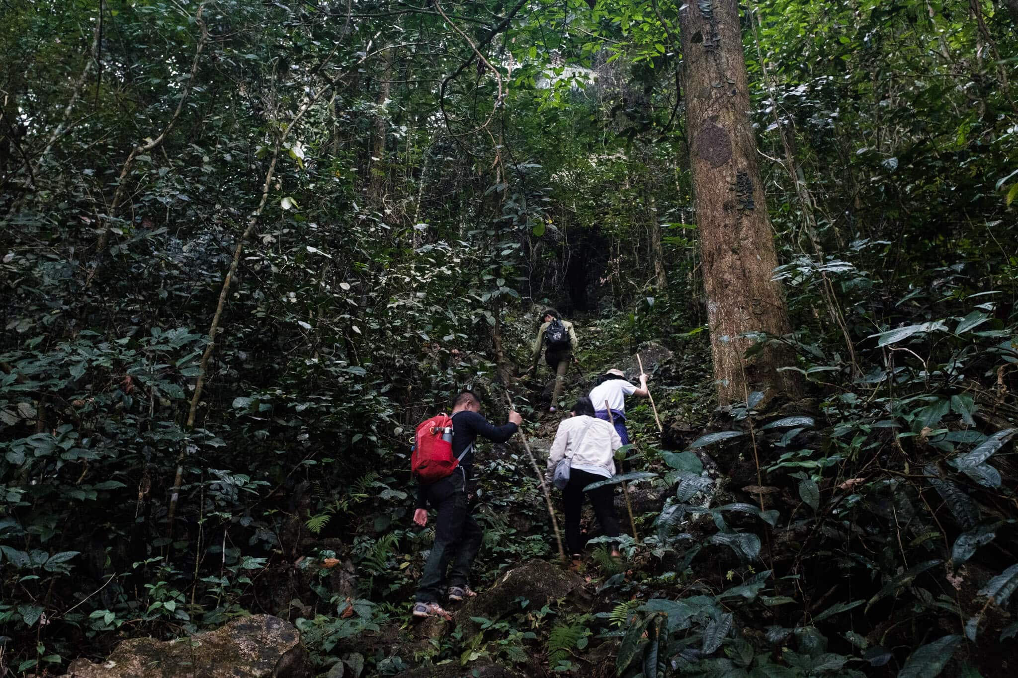 Trek through jungles for forest bathing and discovering various forest plants in Lam Thuong