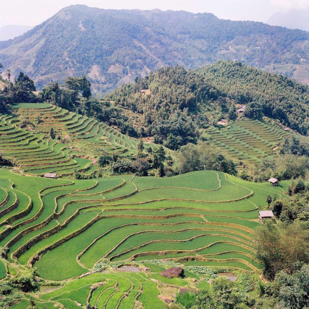 Rice terraces in Hoang Su Phi, Ha Giang - Ideal spot to take a trekking