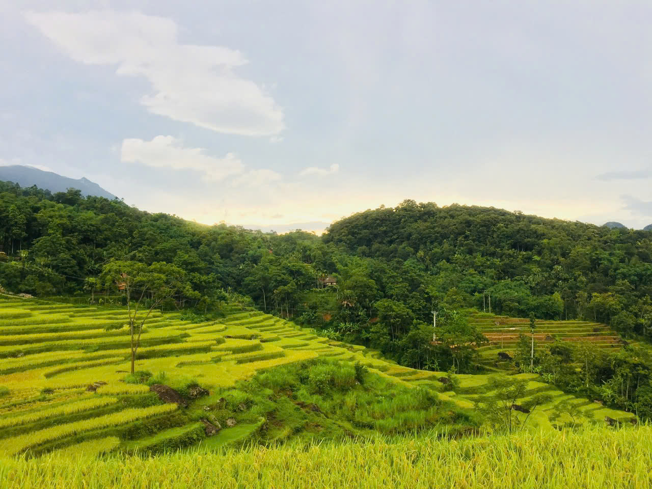 Trekking in Pu Luong rice terraces