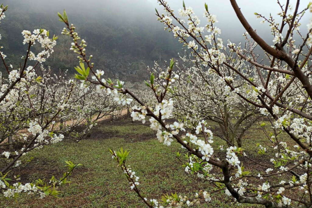 Plum flowers blooming in Moc Chau, Son La