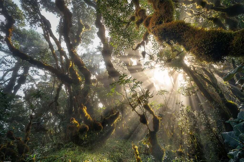 Forest in Ta Xua, Tram Tau