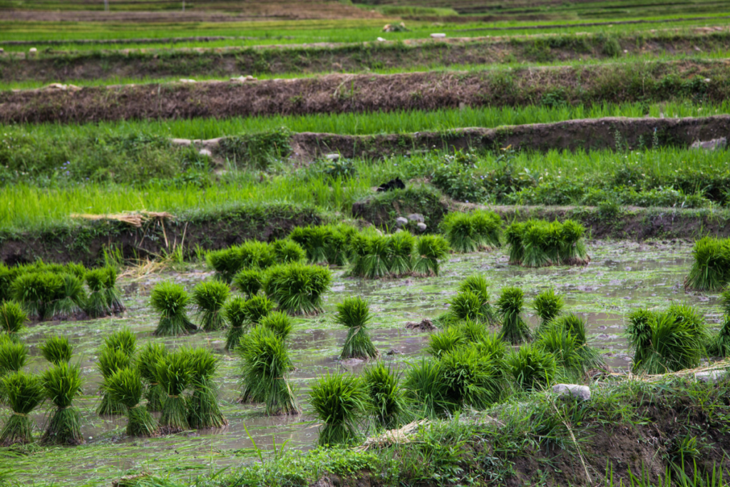 Rice fields in Vietnam's countryside in summer