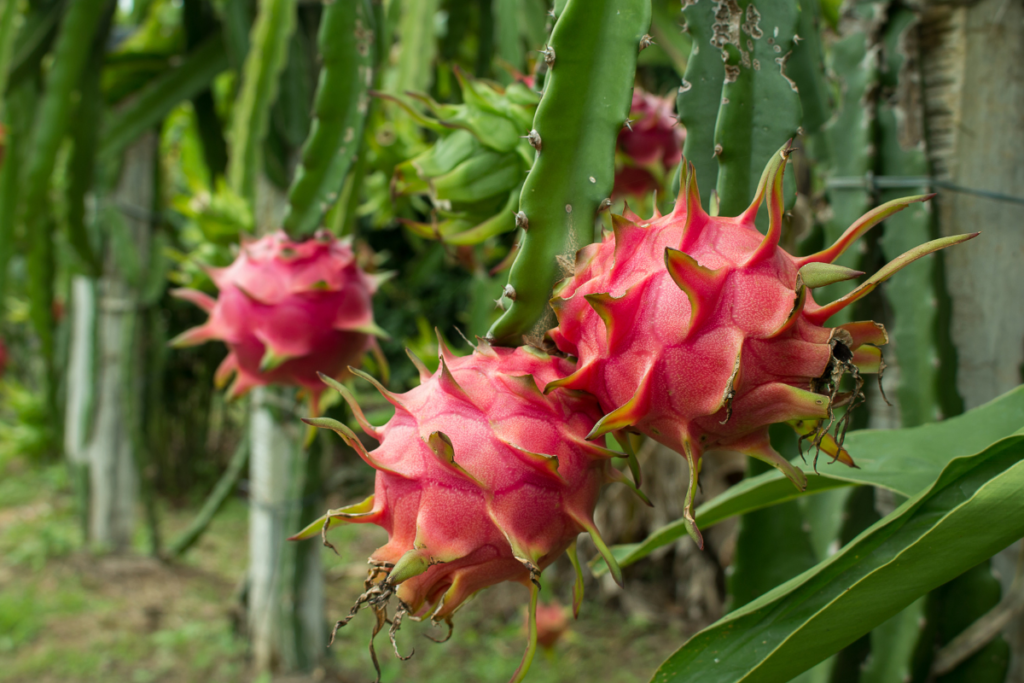 Dragon fruit