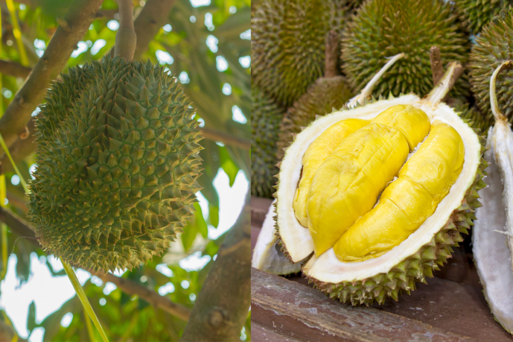 Durian