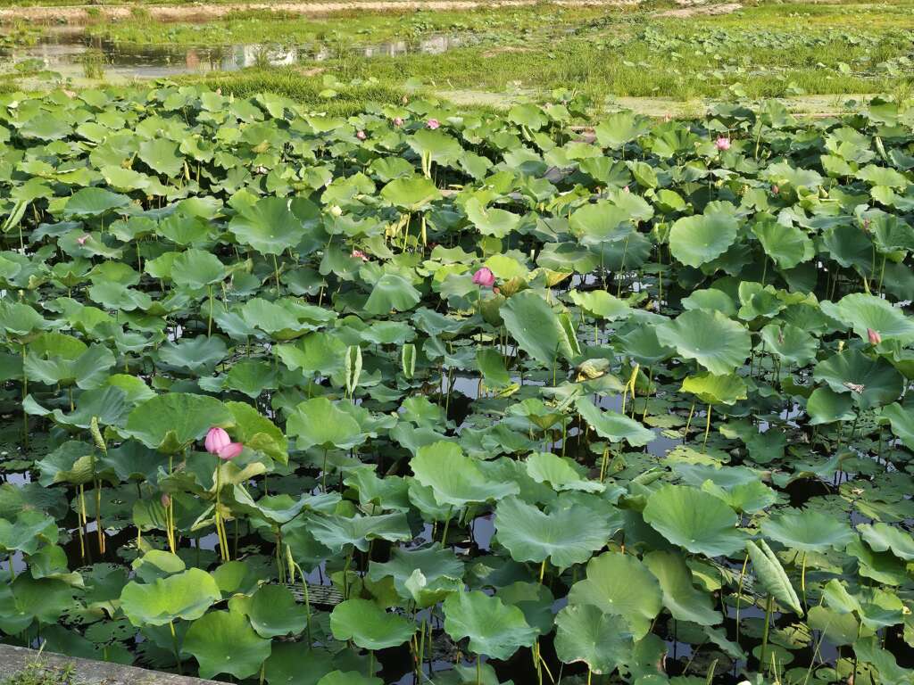 Lotus season in Hanoi
