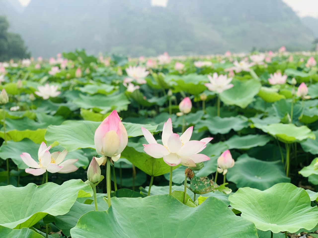 Ninh Binh lotus season