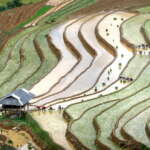 Mu Cang Chai pouring season in Vietnam in May
