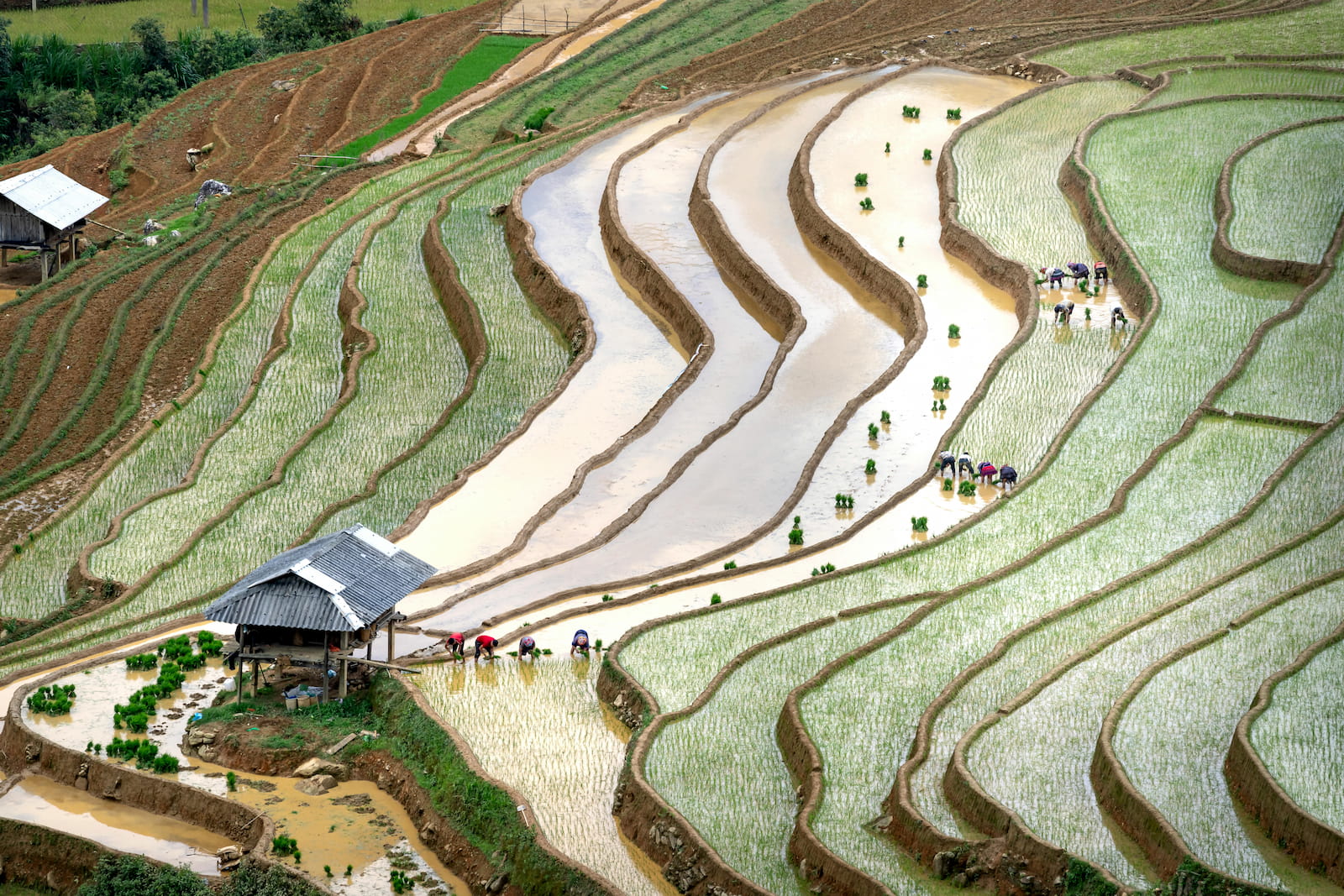 Mu Cang Chai pouring season in Vietnam in May