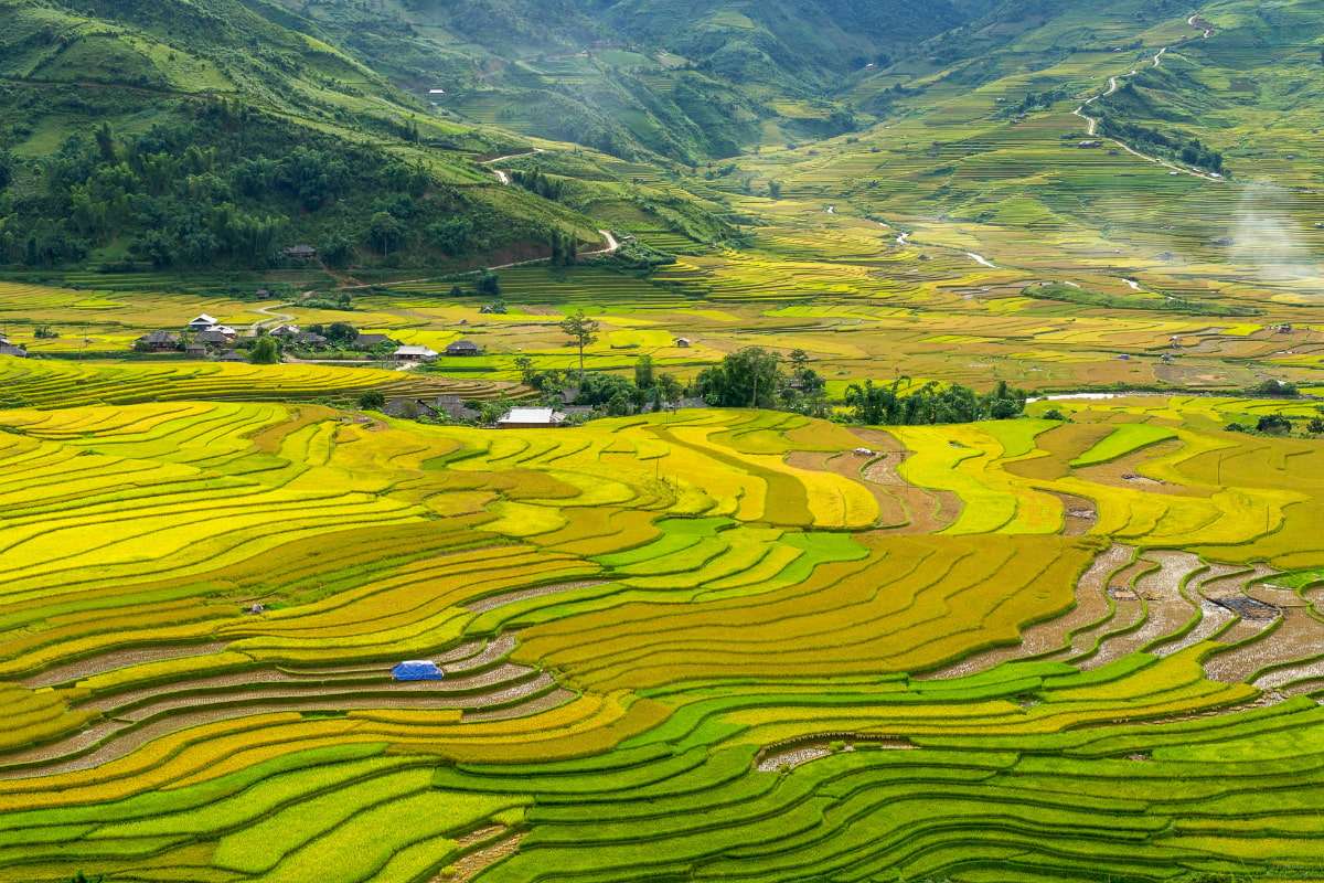 Rice terraces in harvest season - Mu Cang Chai