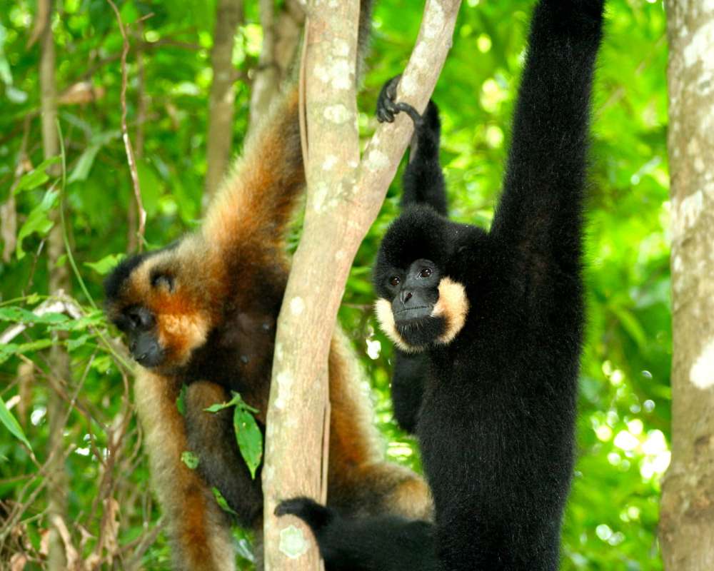 Yellow-cheeked gibbons - Nam Cat Tien National Park
